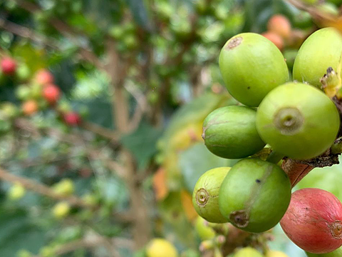  Tour Del Café Especial- Medellín 